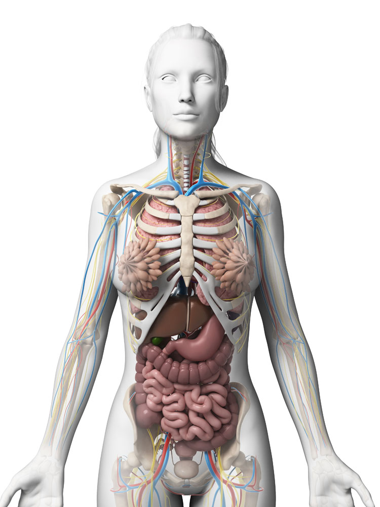 女性人体器官图片素材 图片id 人体器官图 人物图片 高清图片 素材宝scbao Com